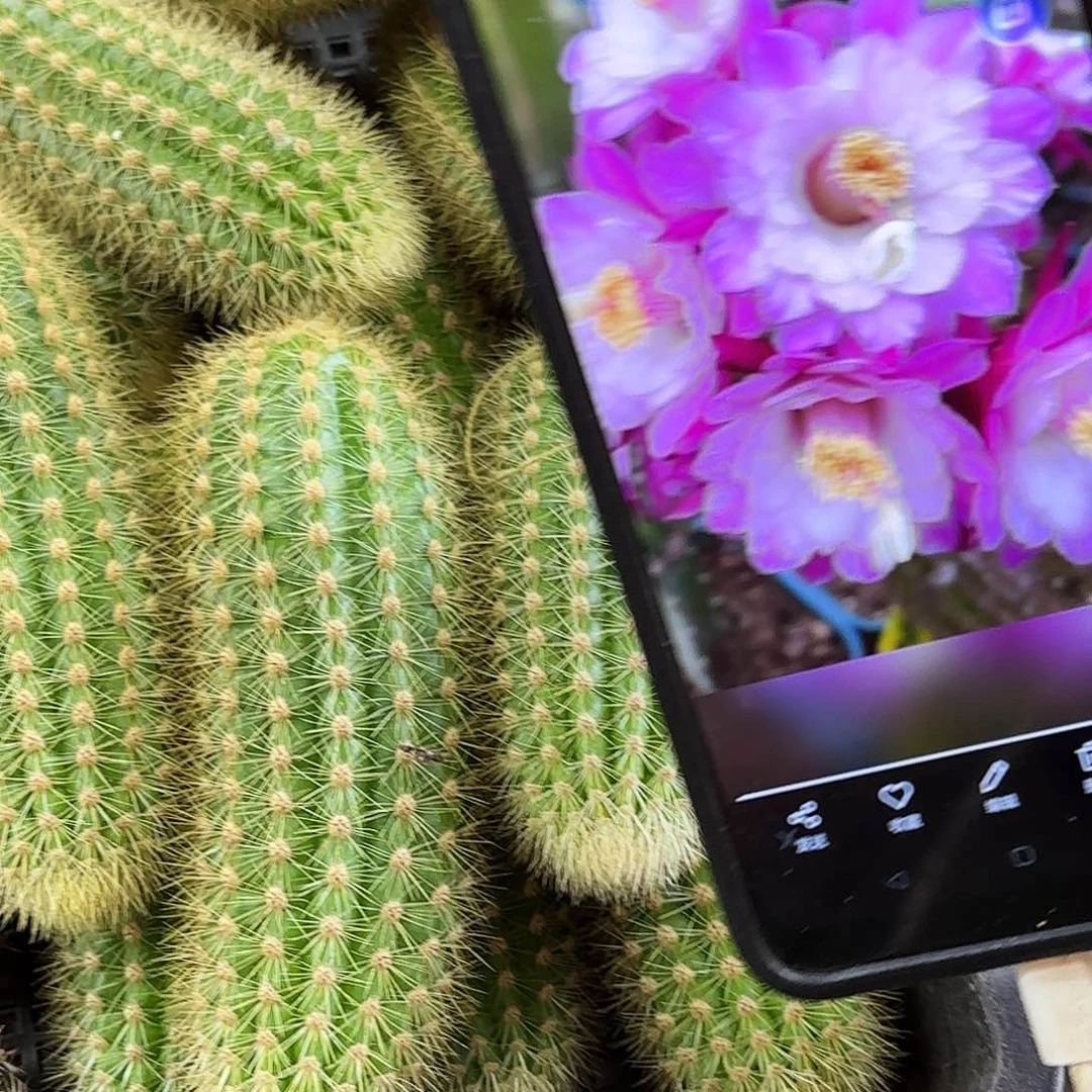 海姆金妞侧牙20包邮33