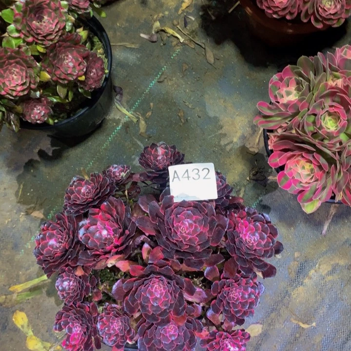 龙***常无花朵油墨432000000000