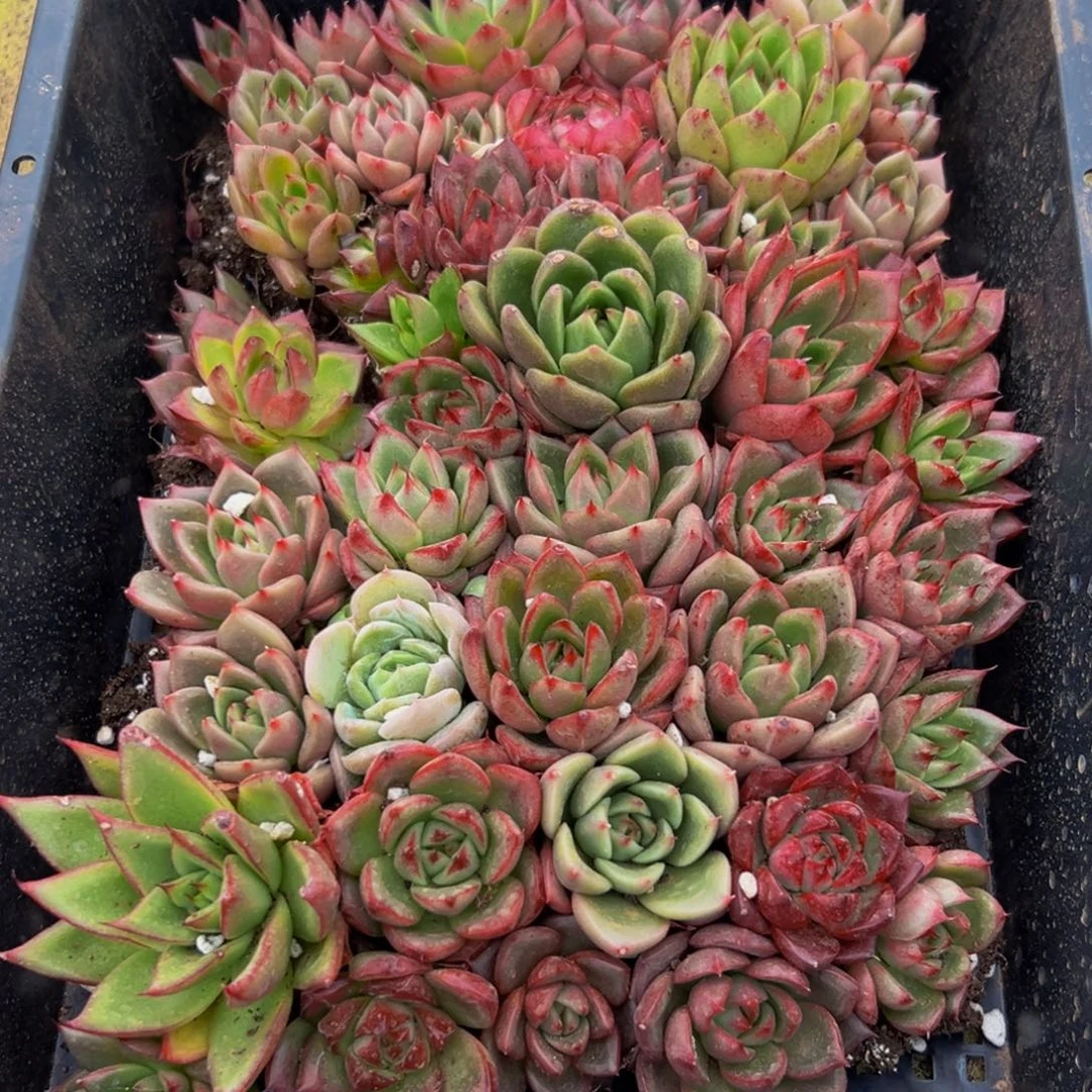 570大热天的一天从