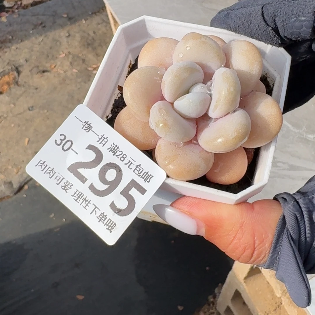 小****粉兔无盆土发货无盆