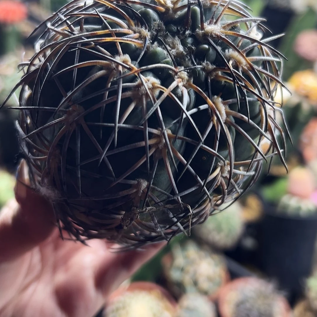 九刺天平仙人球1111111111