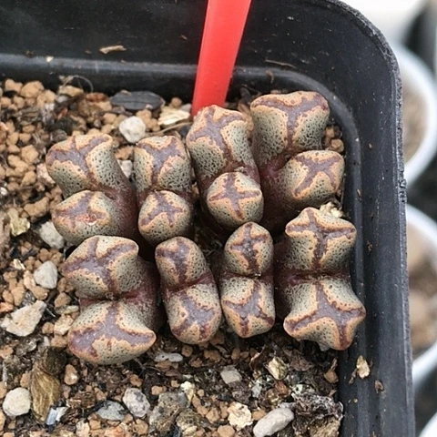 多肉肉锥 十字勋章