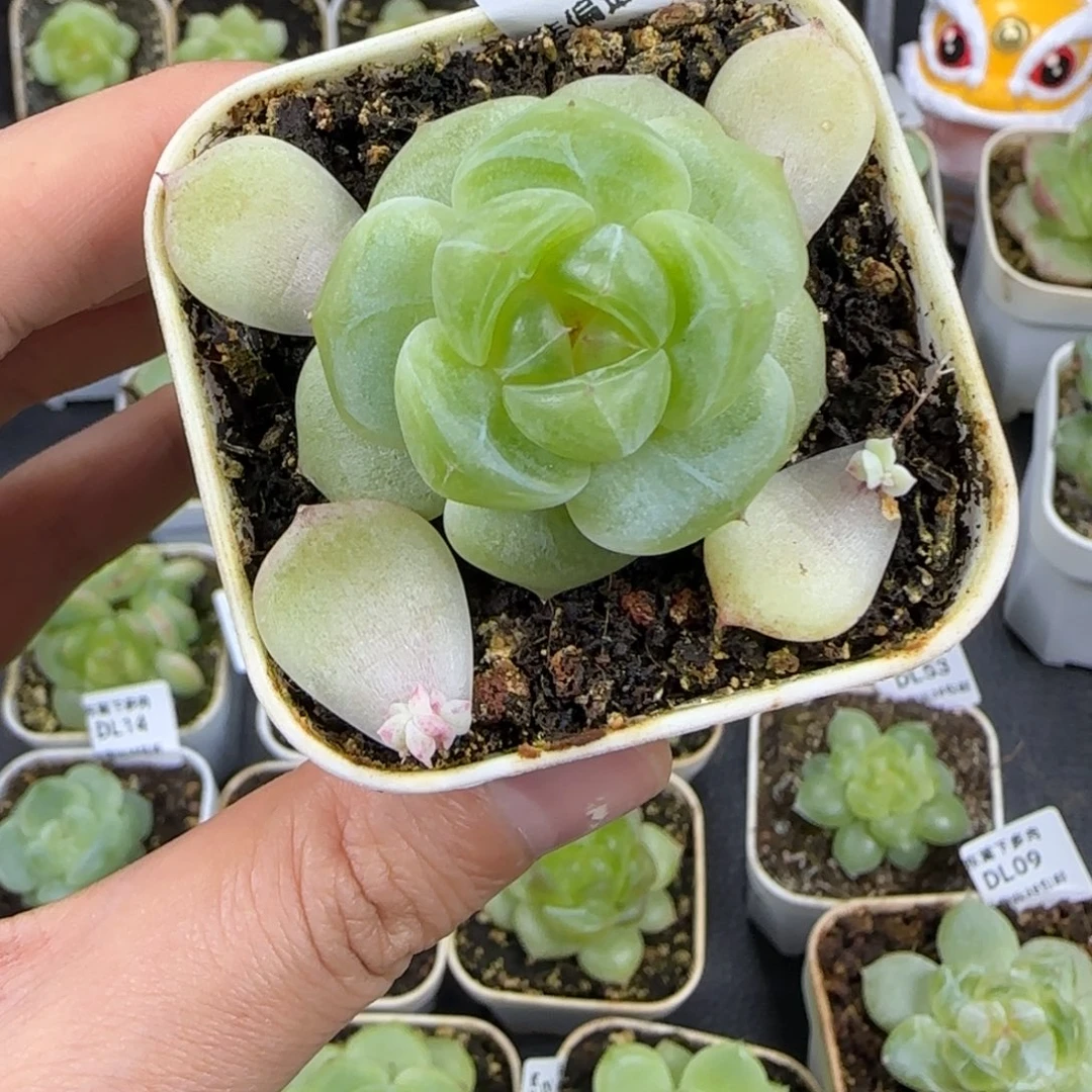 东篱下多肉植物哈哈哈哈哈32