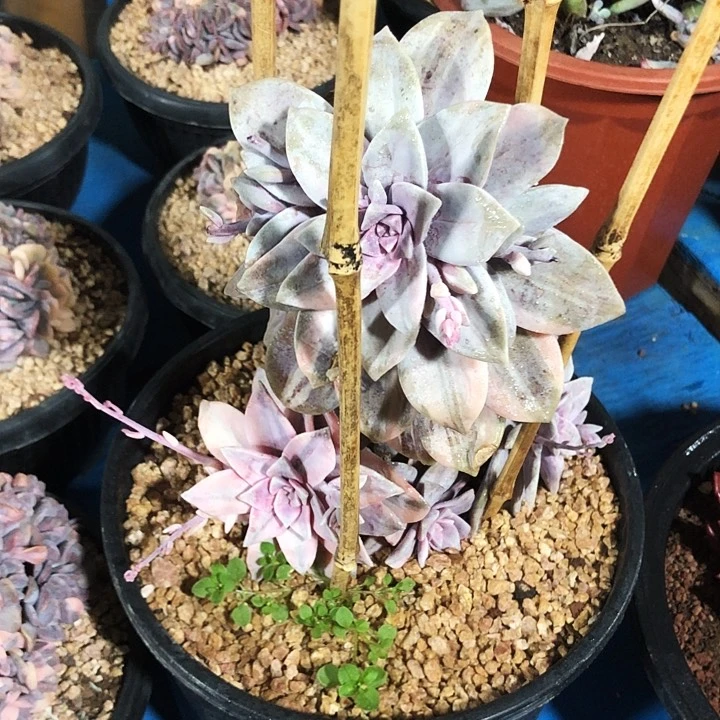 华风车锦多肉植物
