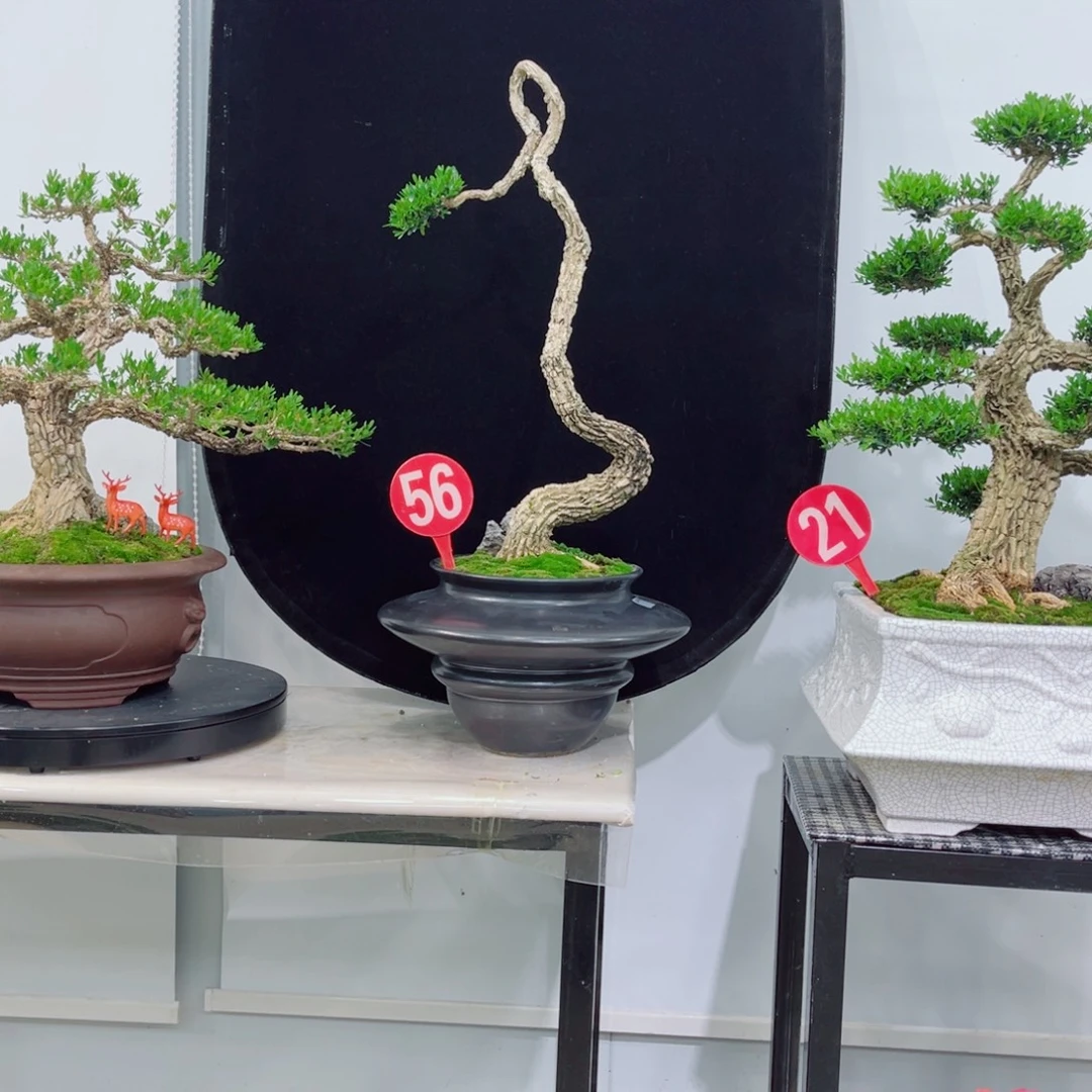 以实际为准精品黄杨老桩