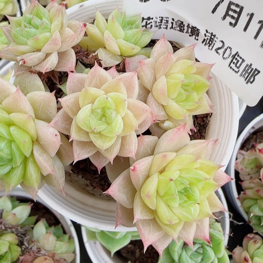 多***者花语逸镜0711 -56散