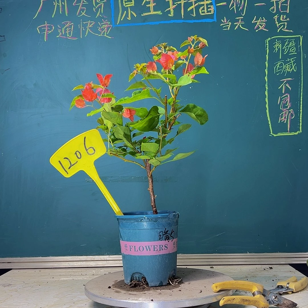 当前无花栽培后可以开花福利  暗斑夕阳红  1206
