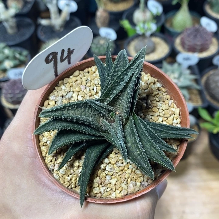 硬叶十二卷鬼瓦94号8cm