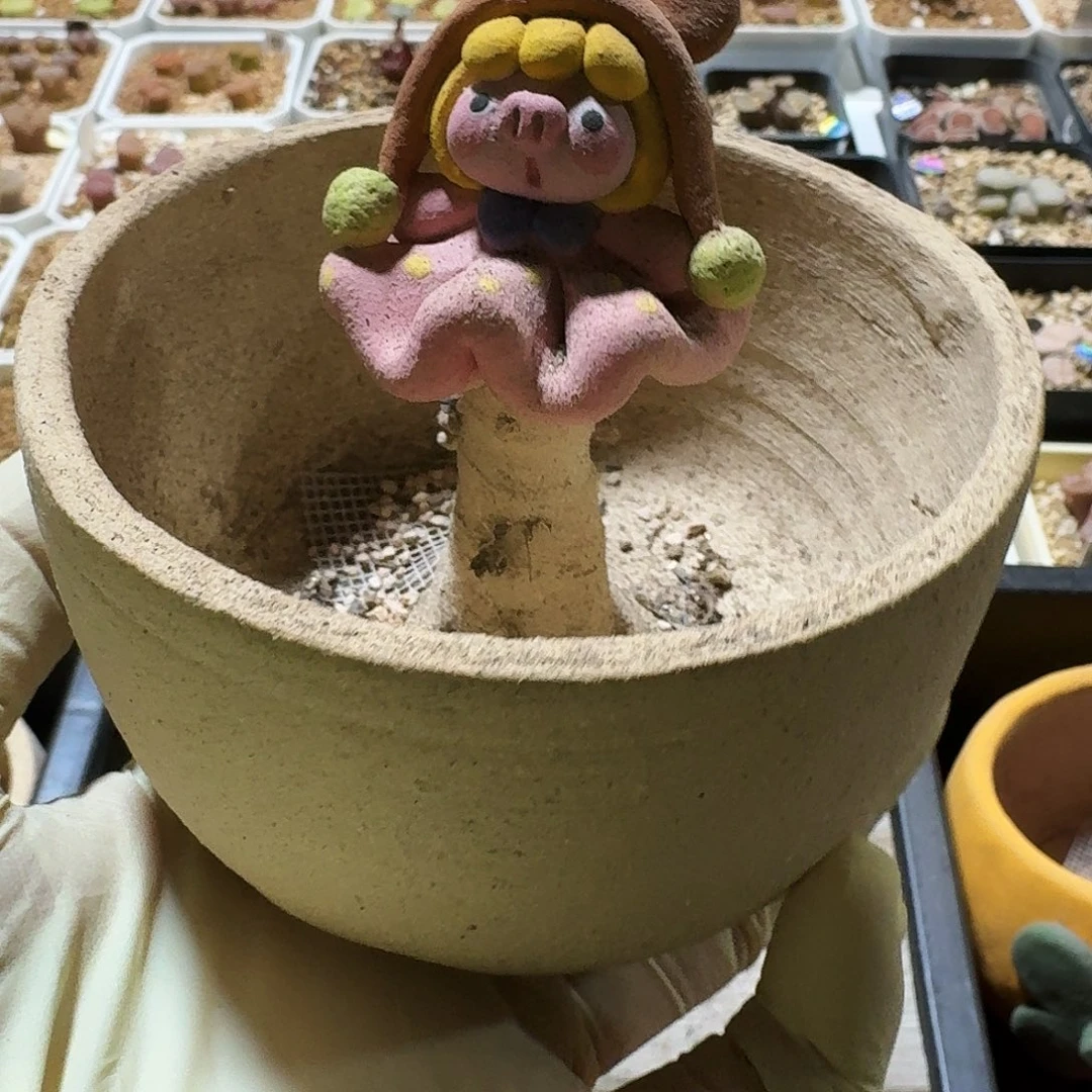 多肉植物福利花盆