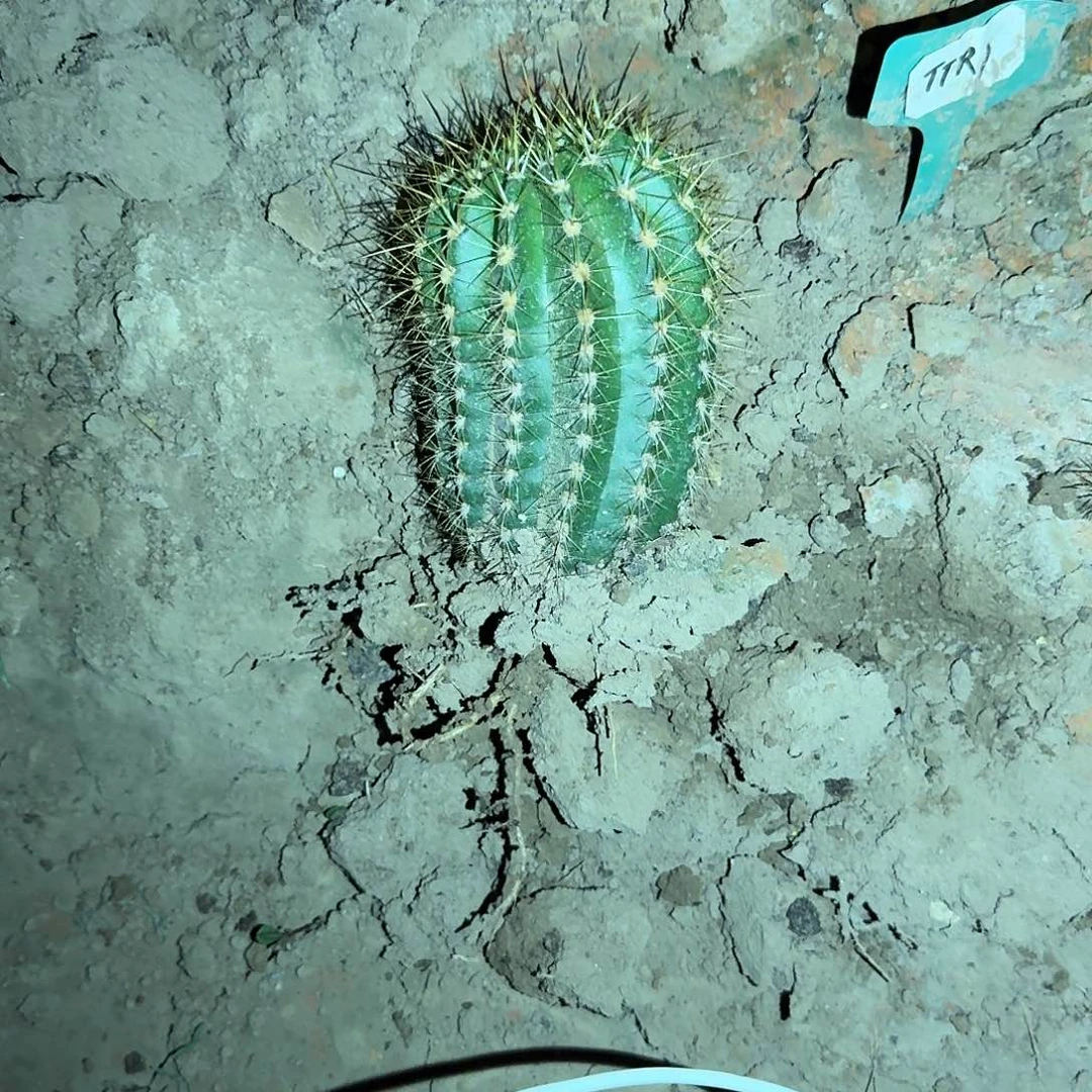 妸***泌无名毛花柱高10公分毛花柱