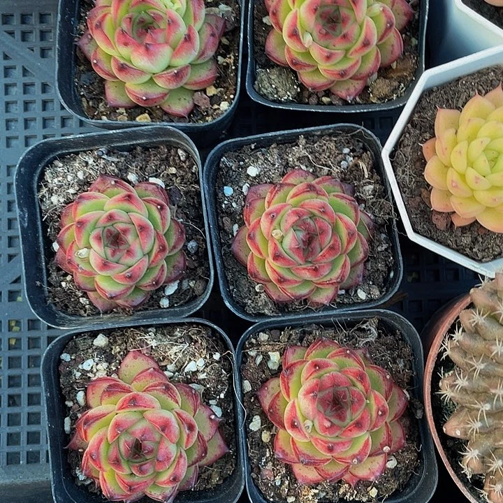 红太狼2.8带盆土