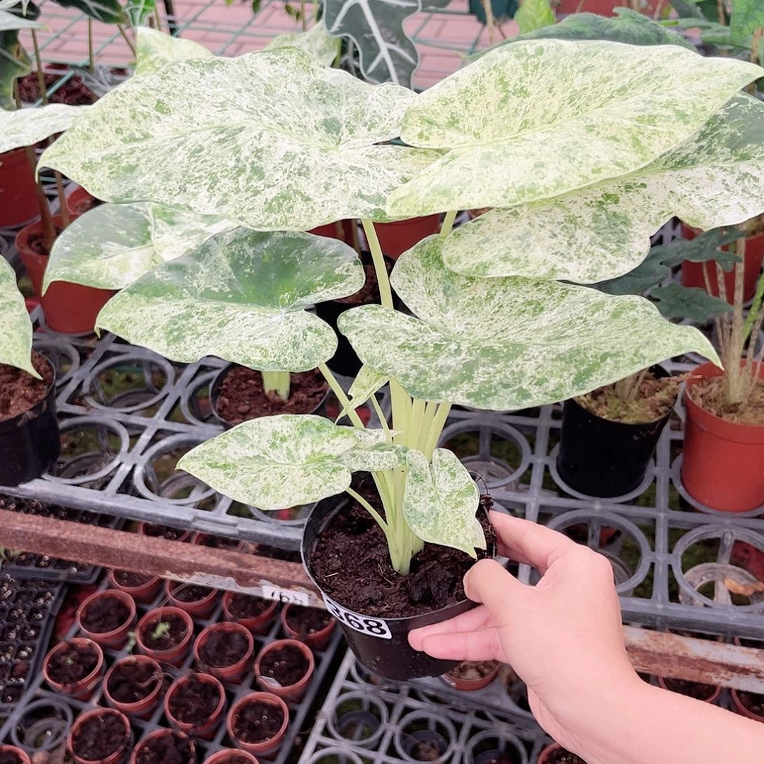 完全开放368 松染海芋