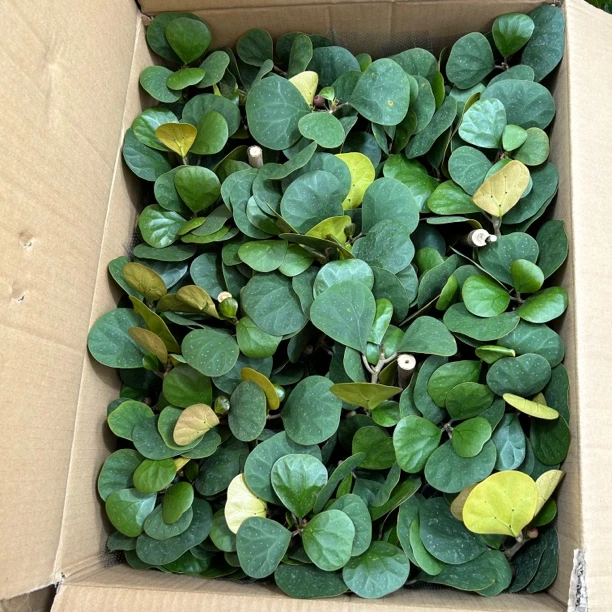 特大菩提树盆栽小昐菩提盆景植物室内好养绿植 延