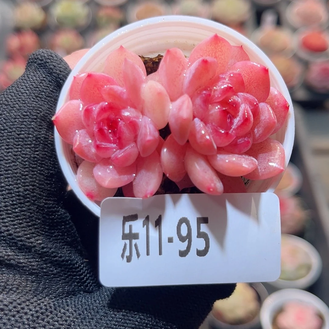 乐11-95 果汁双头