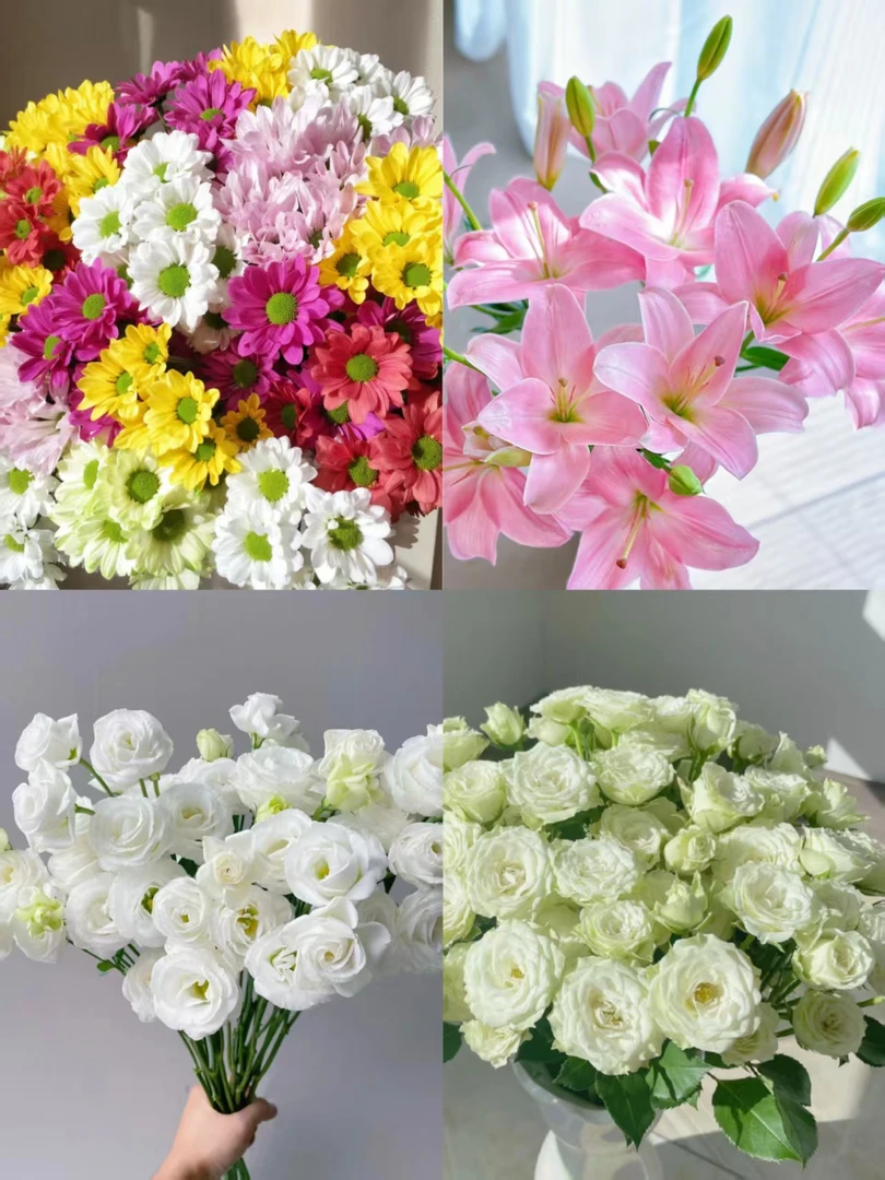 （曼曼）洋桔梗套餐2  3色2400g 1单包邮