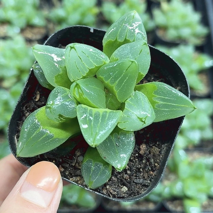 冰城寿多肉植物666