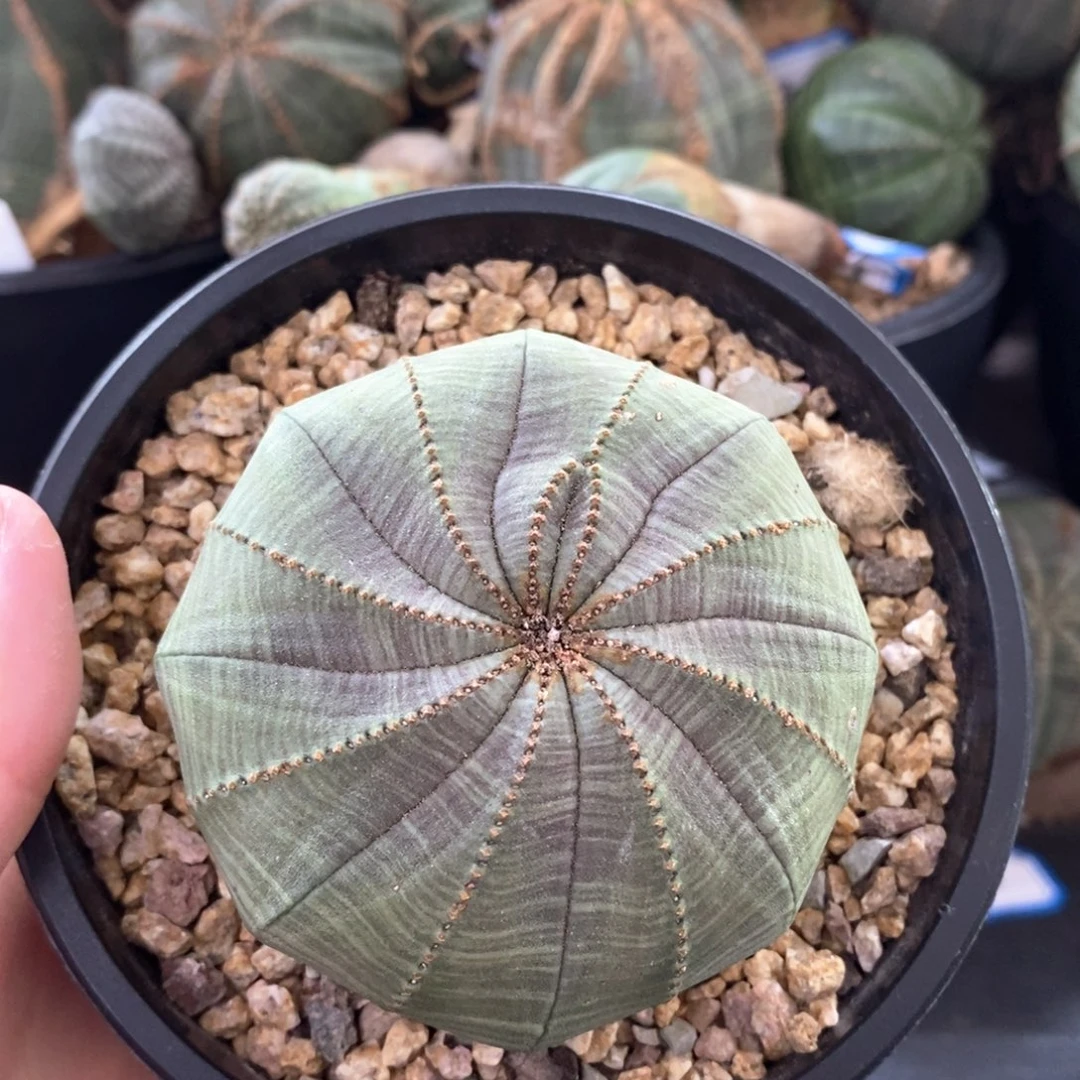 6布纹球精品一物一拍