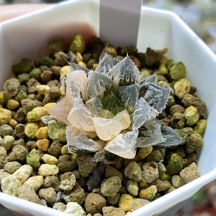 【闪购商品】14小叶楼兰锦