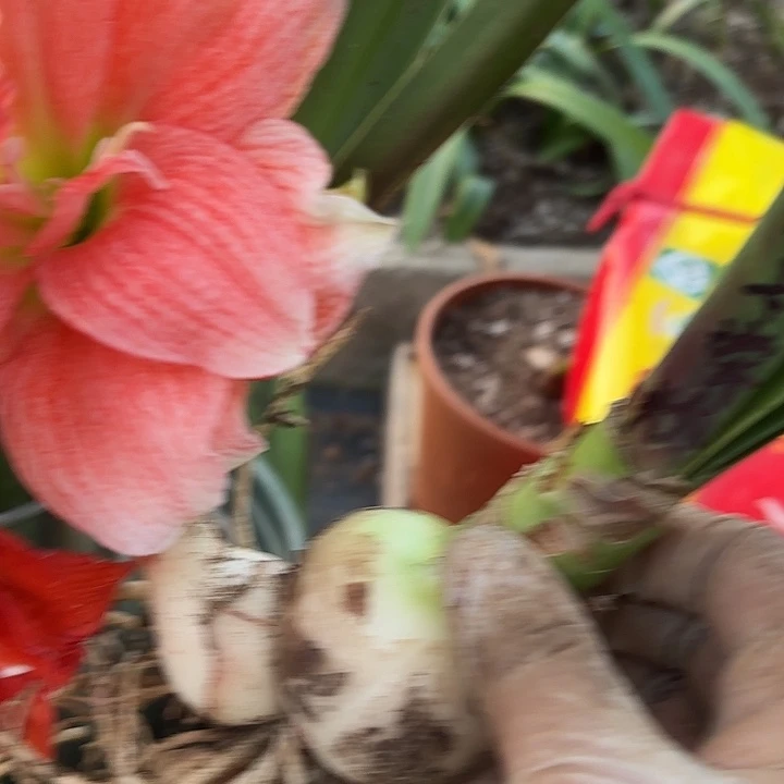 无花朵帝卡荣耀5.5带一个侧