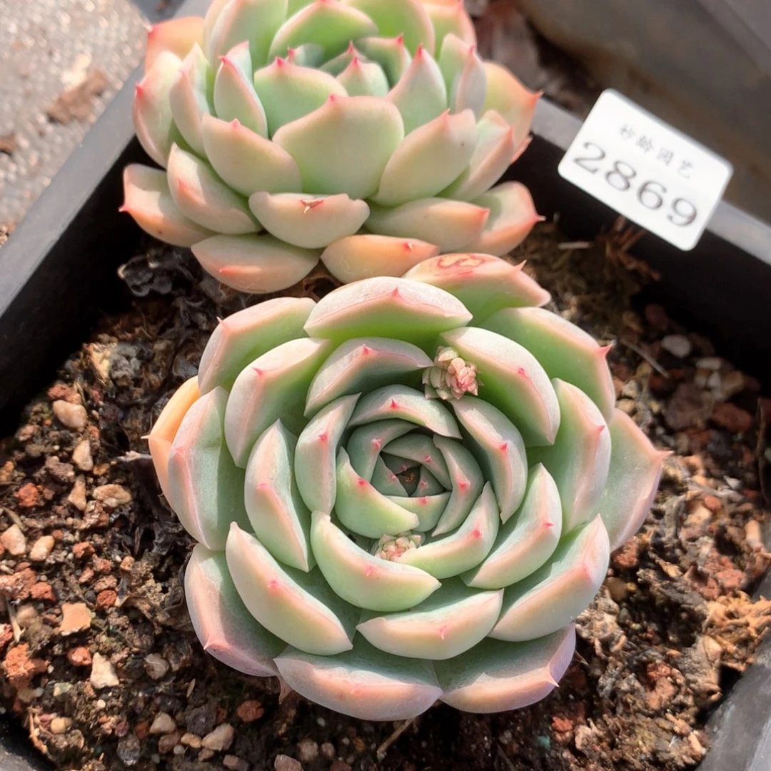 张*然2869杂交多肉植物基地