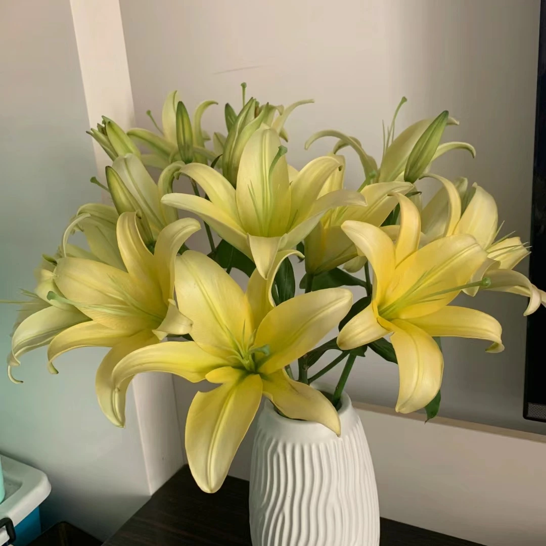 【云霄花卉】【新黄天霸百合 】云南基地直发【任意两单顺丰包邮】