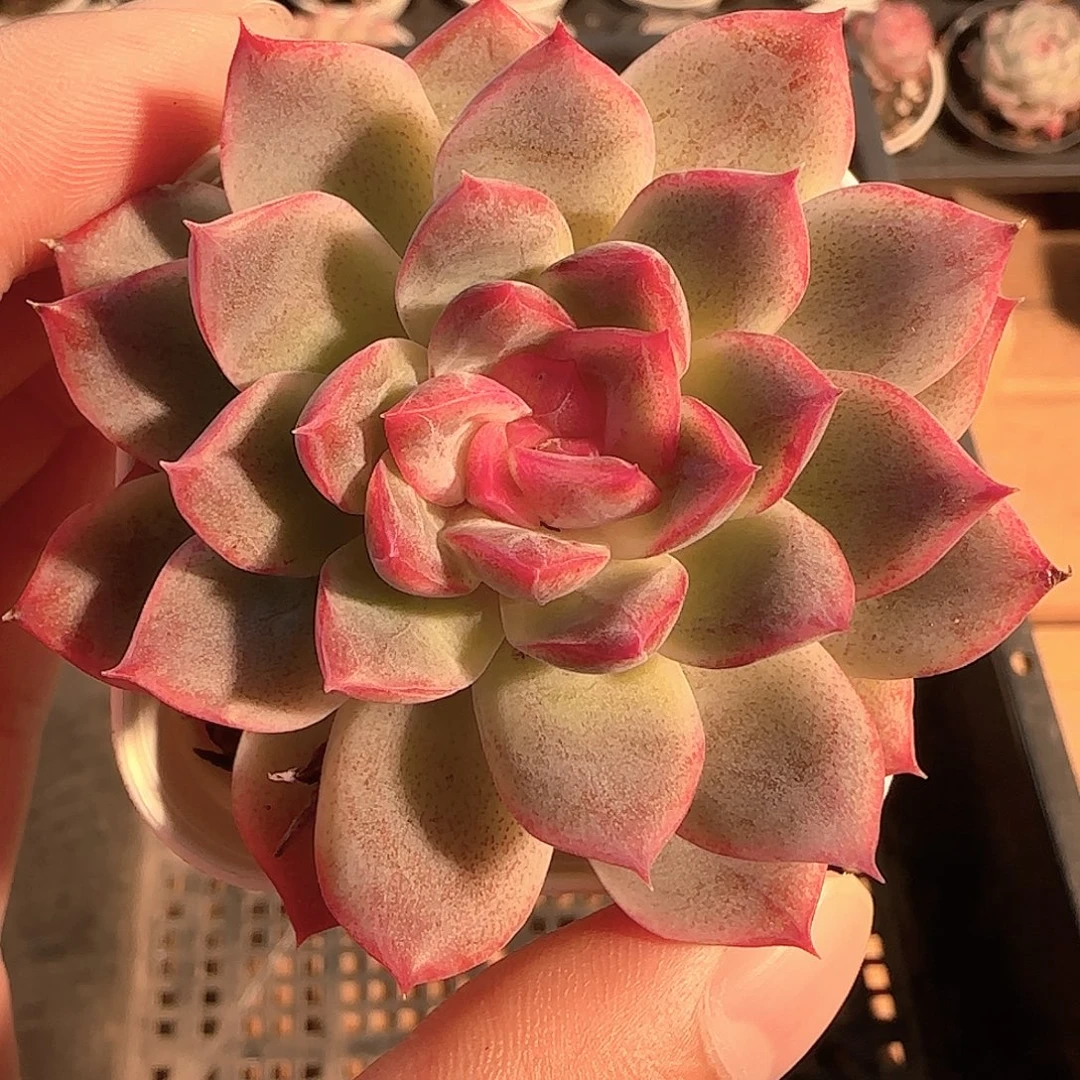 多肉1207-09福利福利