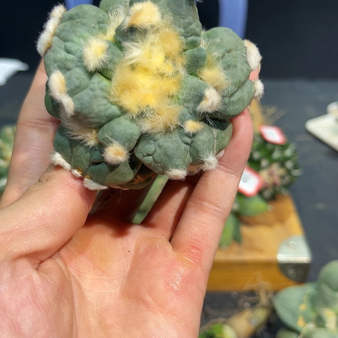 20号自根三颗蛋尤怒涛