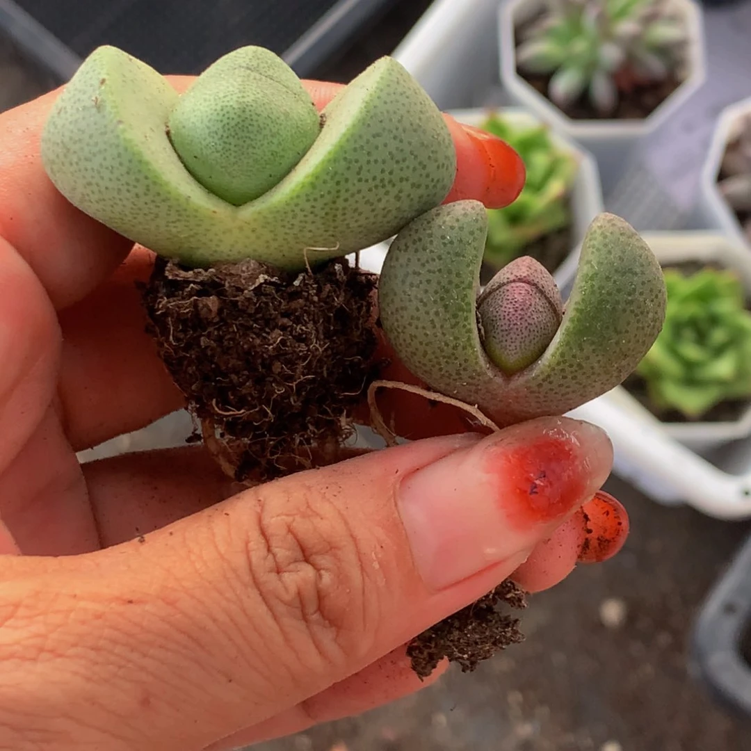 元宝紫 加绿色  （满9.99包邮不满9.99发叶子）