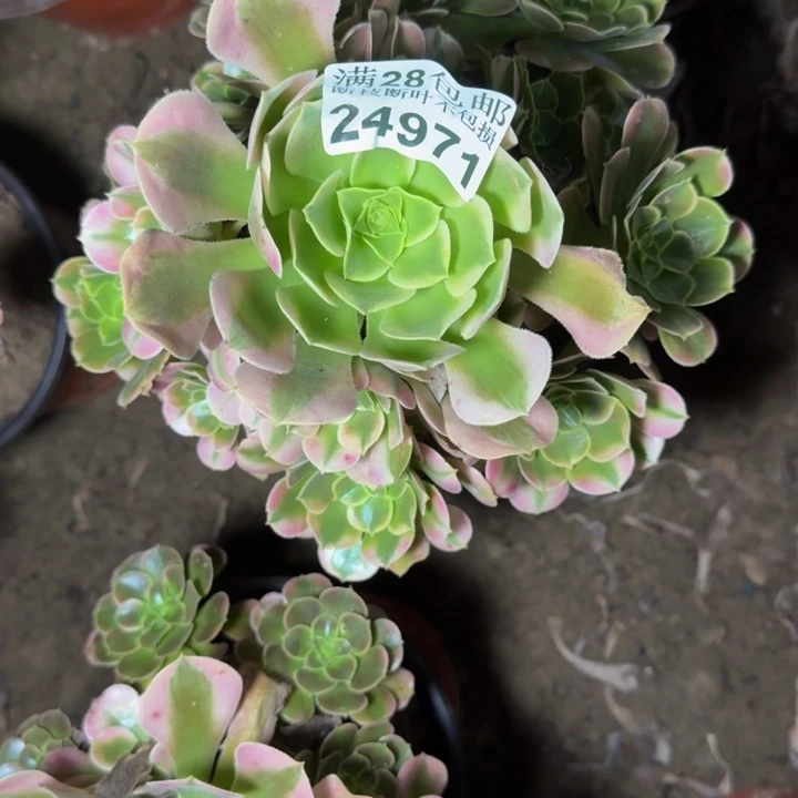 24971南香妃多肉植物