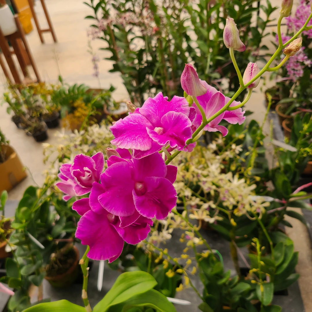 预售｜泰秋石斛兰Pink Yossy 1盆