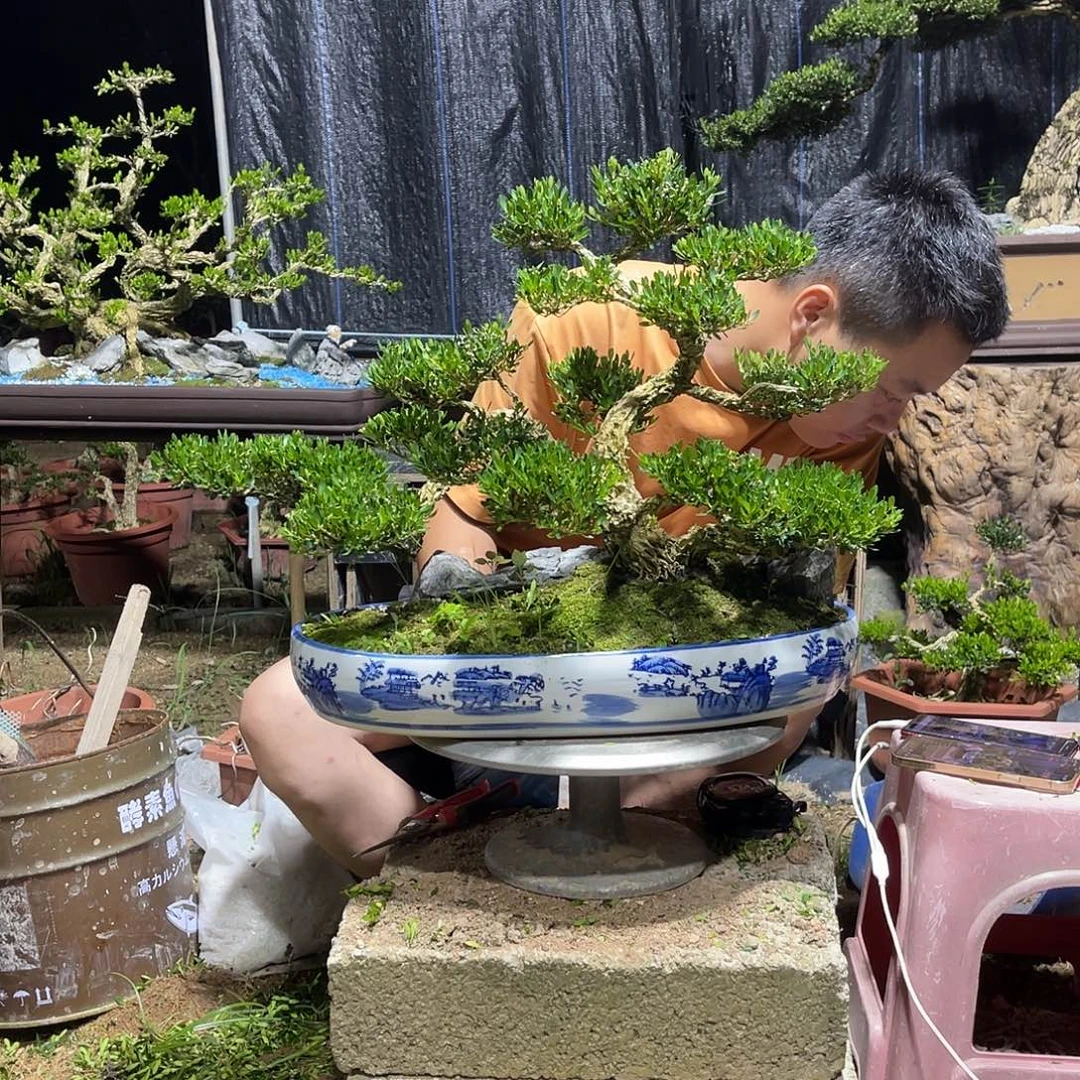 当前无花栽培后可以开花