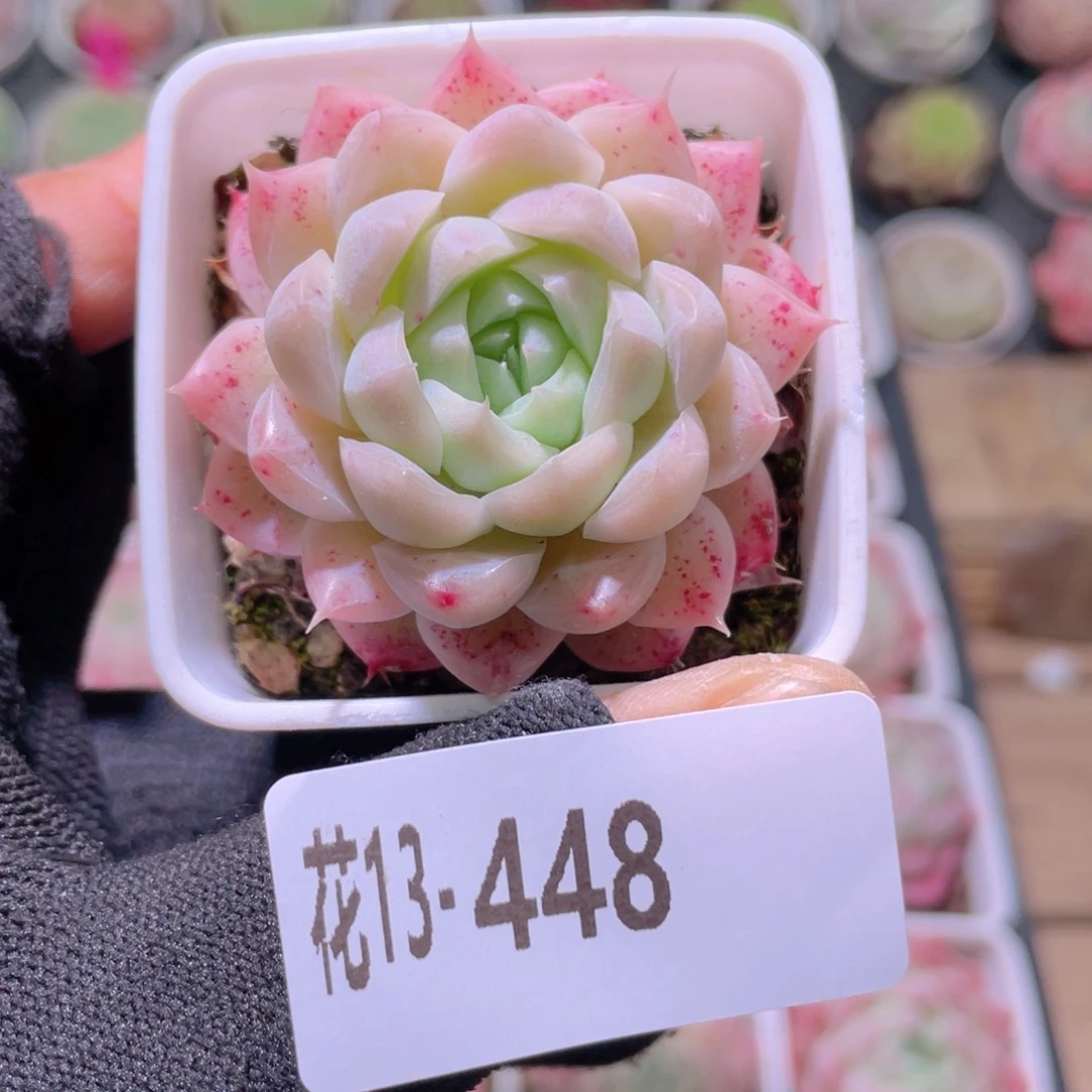 花利美13-448美瞳