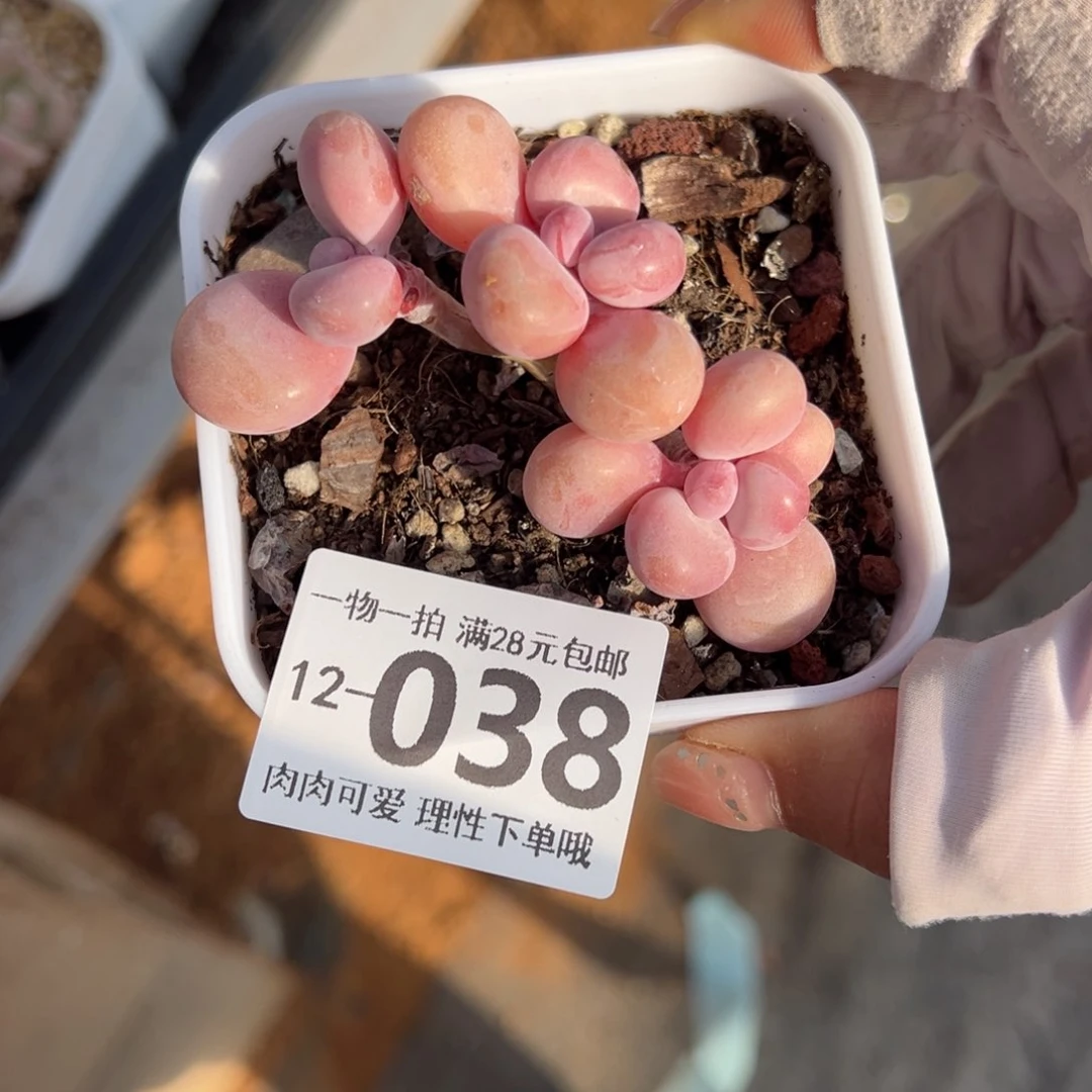 福利桃蛋多肉多肉多肉