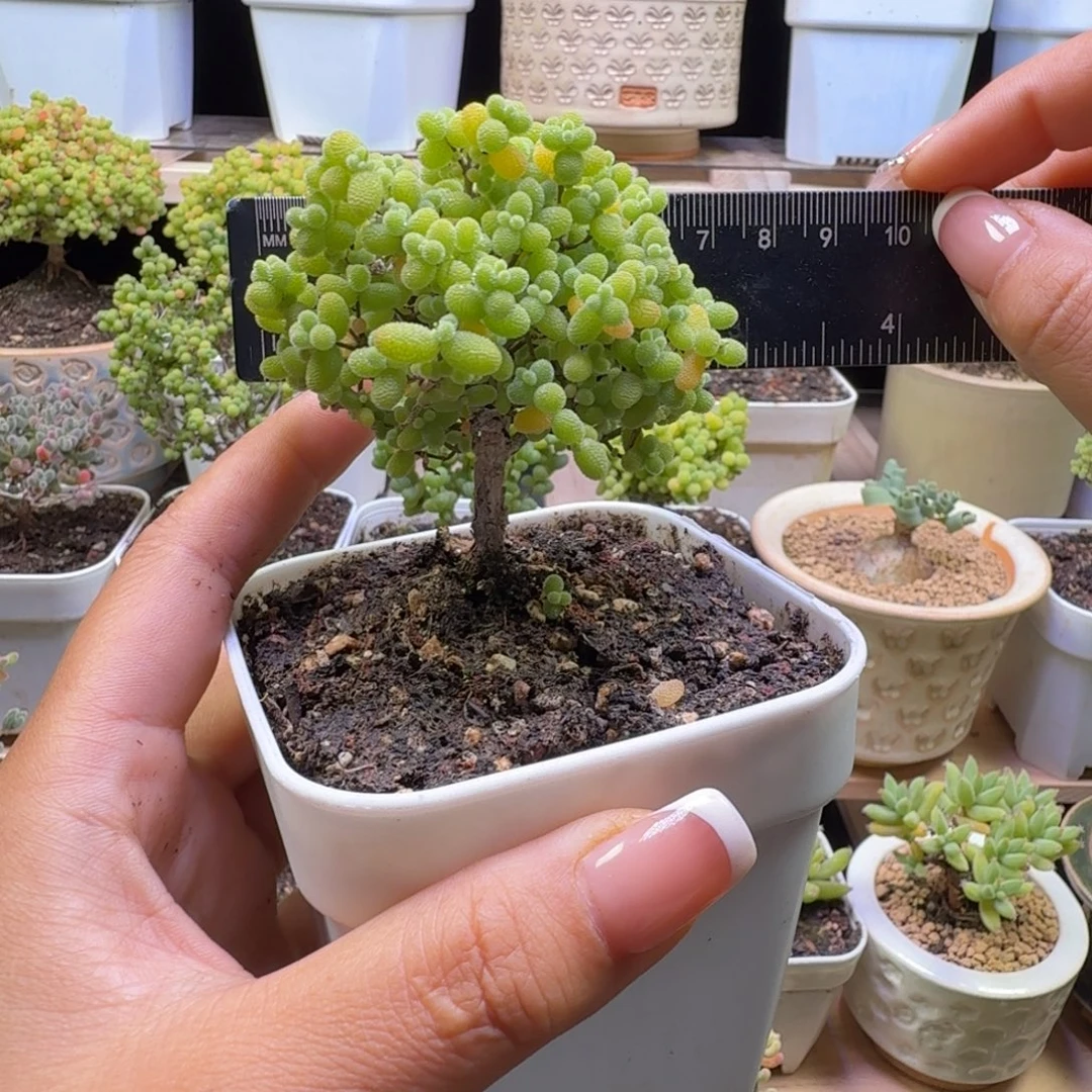 萤***火a57号金桔冠服7厘米左右