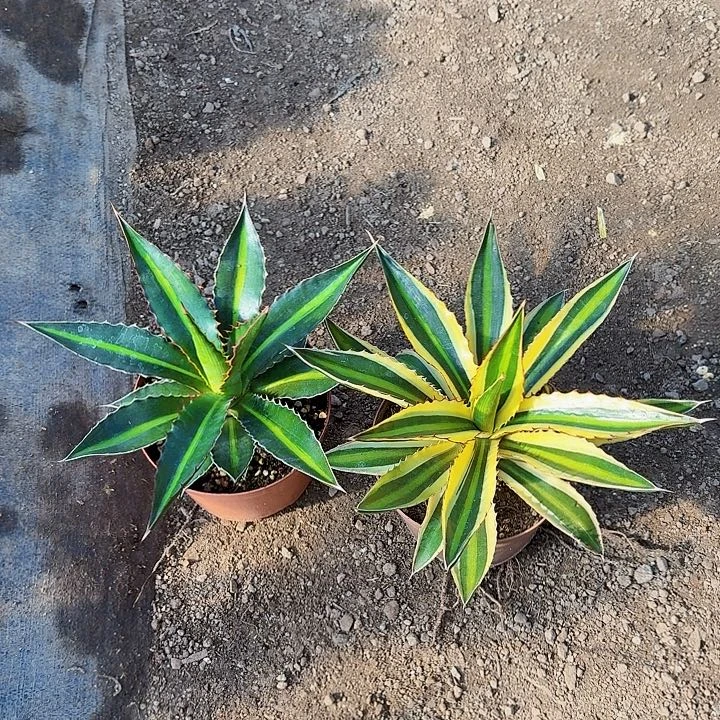 完全开放五色万代组合裸根