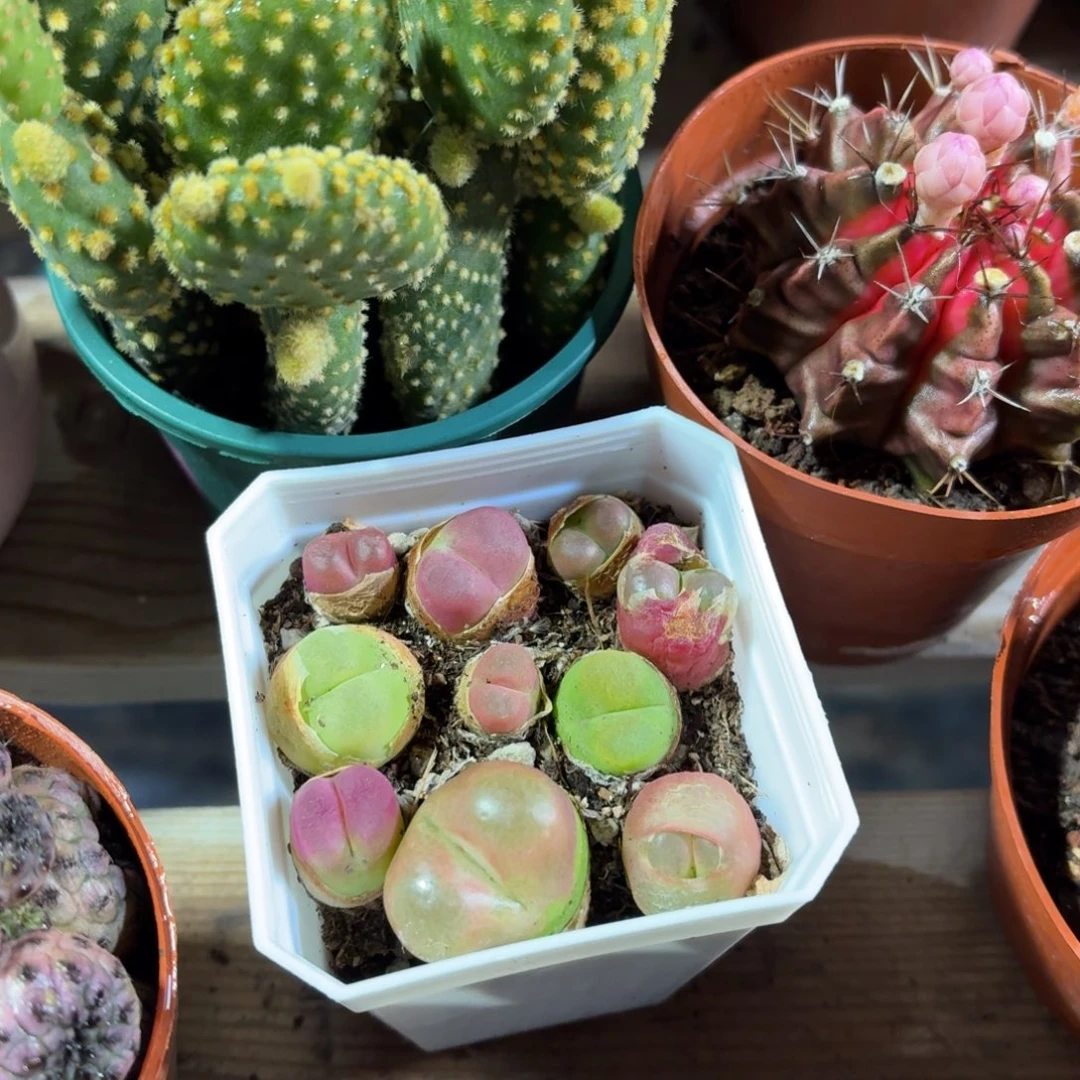 毛汉尼多肉7㎝盆的