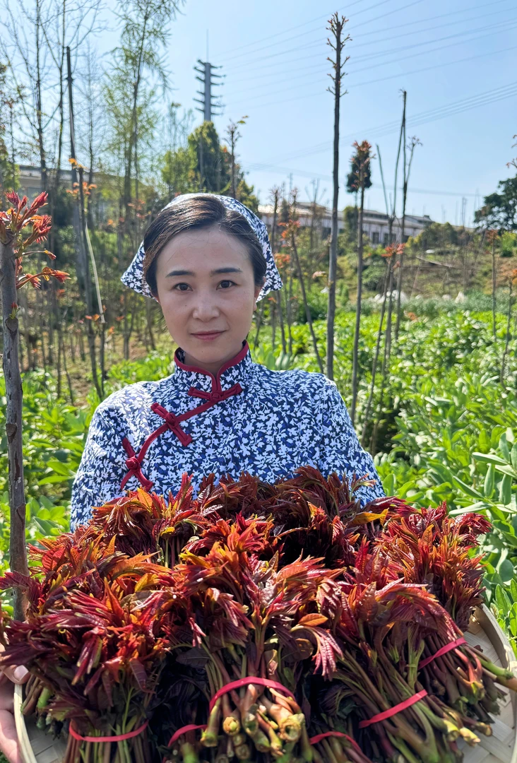 四川大竹现摘二茬新鲜室外香椿春芽菜当季农家蔬菜当季香椿嫩芽椿