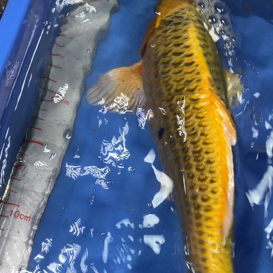 锦鲤冷水锦鲤包邮