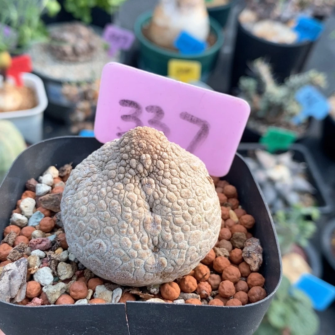 凝蹄玉多肉植物一个