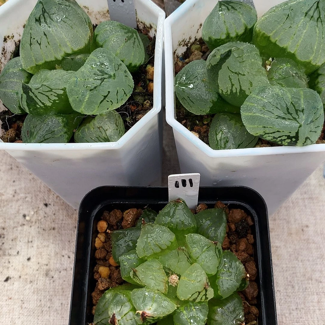 浩***浩一物一拍，带盆带土