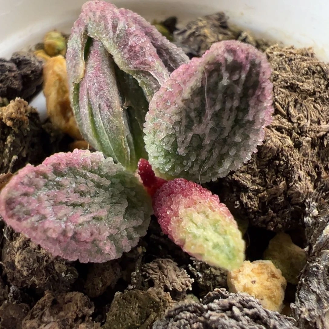 粉绿渐变色实生新品大苗多肉植物