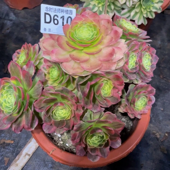 群**?610奶白11111多多肉11111