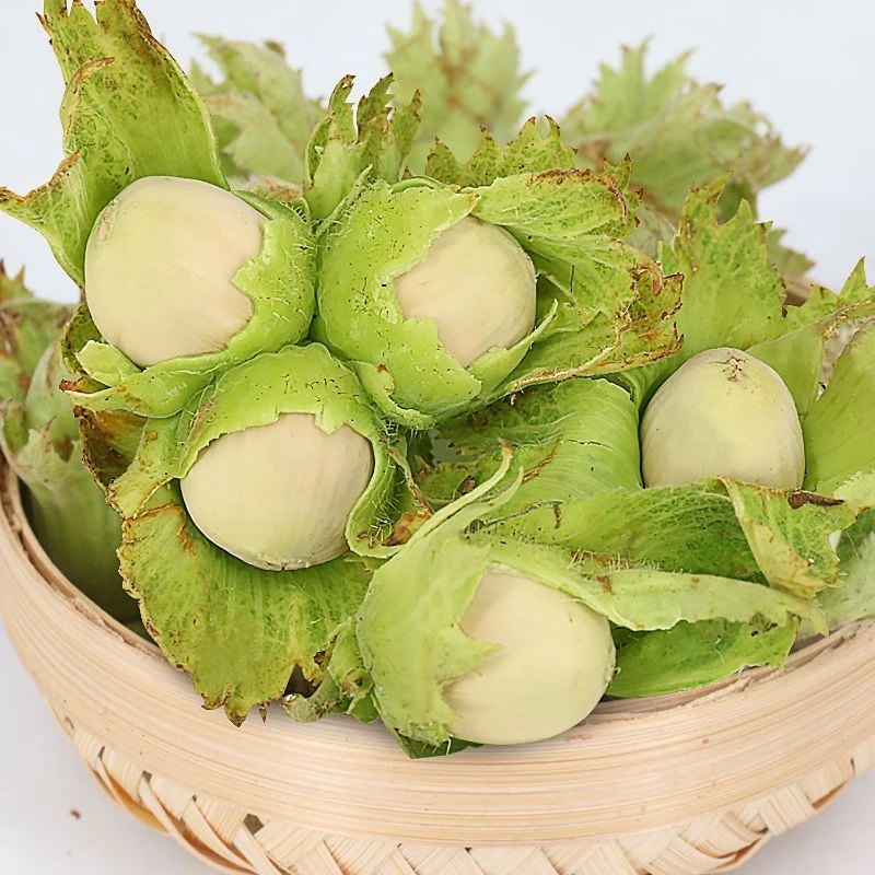 新鲜采摘东北绿皮大榛子水仁水瓤薄皮现采现摘