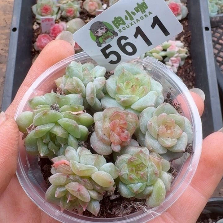 多肉植物多肉植物