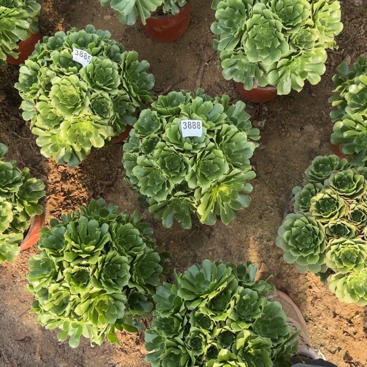 3888 清棚处理不包断枝