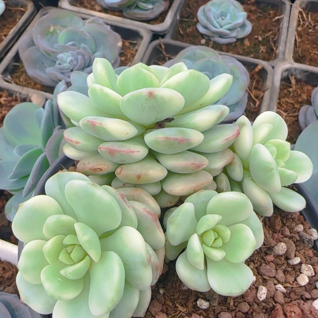 【闪购商品】香草锦