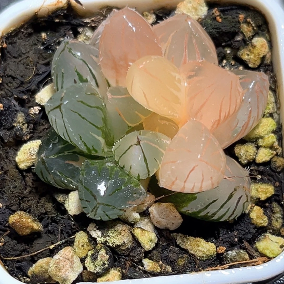 恭喜发财大吉大利4543