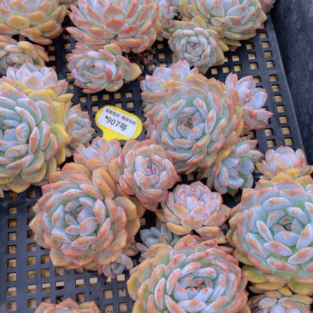 907号 老桩母本发韩橙多头群一个