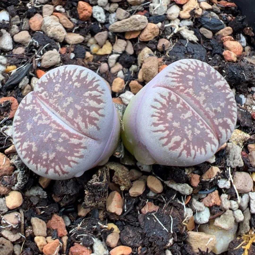 9.4好看的多肉脱土发货534