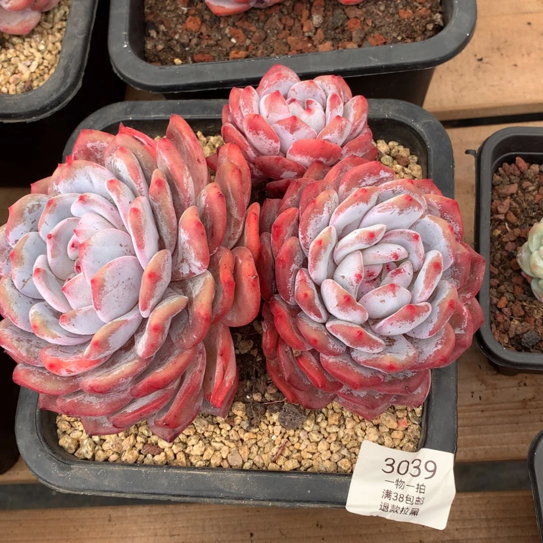 18厘米三头有砍橙梦露3039